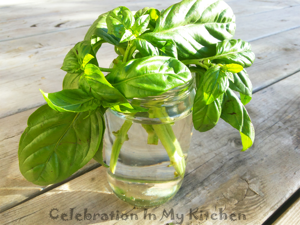 How To Propagate Basil From Cuttings | Gardening, Basil - Celebration ...
